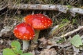 Fly algaric mushrooms Royalty Free Stock Photo