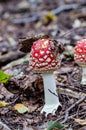 Fly amanita growing in the forest Royalty Free Stock Photo