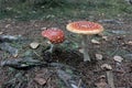 Fly amanita Royalty Free Stock Photo