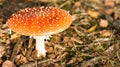 Fly amanita or Fly agaric Royalty Free Stock Photo