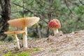 Fly amanita Royalty Free Stock Photo