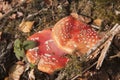 Fly amanita on the forest floor Royalty Free Stock Photo