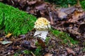 Fly amanita in the forest Royalty Free Stock Photo
