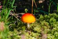 Fly amanita growing in the pinewood Royalty Free Stock Photo