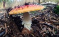 Fly amanita Amanita muscaria mushroom growing from forest soil Royalty Free Stock Photo