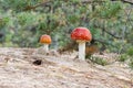 Fly amanita Royalty Free Stock Photo