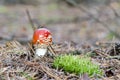 Fly amanita Royalty Free Stock Photo