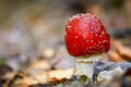 Fly amanita mushroom closeup. Royalty Free Stock Photo