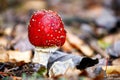 Fly amanita mushroom closeup. Royalty Free Stock Photo