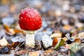 Fly amanita mushroom closeup. Royalty Free Stock Photo