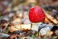 Fly amanita mushroom closeup. Royalty Free Stock Photo