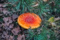 Fly amanita mushroom Royalty Free Stock Photo