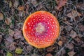 Fly amanita mushroom Royalty Free Stock Photo