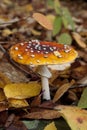 Fly amanita mushroom in the woods Royalty Free Stock Photo