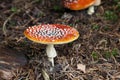 Fly amanita mushroom in the woods Royalty Free Stock Photo
