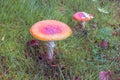 Fly amanita Royalty Free Stock Photo