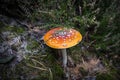 Fly Amanita orange mushroom in autumn light Royalty Free Stock Photo