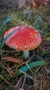 Fly Amanita orange mushroom in autumn light Royalty Free Stock Photo