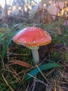 Fly Amanita orange mushroom in autumn light Royalty Free Stock Photo