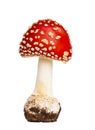 Fly amanita Royalty Free Stock Photo