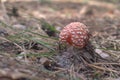 A fly amanita. Young mushroom with domed cap. wellknown white sp