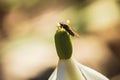 Fly animal sitting on loddon lilly flower, leucojum aestivum blossom