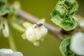 Fly on apple tree flower macro close-up Royalty Free Stock Photo