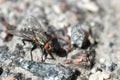 Fly on the asphalt Royalty Free Stock Photo