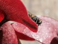 A fly attracted by sarracenia - carnivorous plant Royalty Free Stock Photo