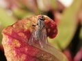 A fly attracted by sarracenia - carnivorous plant Royalty Free Stock Photo