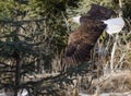 Fly-by by Bald Eagle against forest background Royalty Free Stock Photo