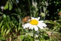 Fly on a beautiful flower with nature background, super macro photography of an insect on flower Royalty Free Stock Photo