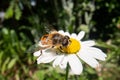 Fly on a beautiful flower with nature background, super macro photography of an insect on flower Royalty Free Stock Photo