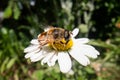 Fly on a beautiful flower with nature background, super macro photography of an insect on flower Royalty Free Stock Photo