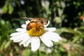 Fly on a beautiful flower with nature background, super macro photography of an insect on flower Royalty Free Stock Photo