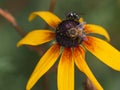 A fly and a bee on a flower