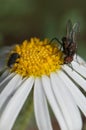 Fly and beetle feeding on a marguerite Argyranthemum adauctum canariense.