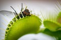 Fly being eaten by a venus flytrap flower Royalty Free Stock Photo