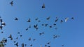 Fly Birds. Royalty Free Stock Photo