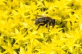 Fly on Biting Stonecrop