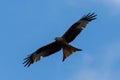 The fly of black kite