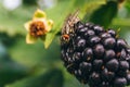 Fly on the blackberry fruit Royalty Free Stock Photo