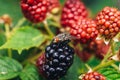 Fly on the blackberry fruit Royalty Free Stock Photo