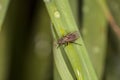 Fly on a blade of grass Royalty Free Stock Photo