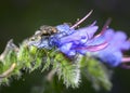 Fly on a blue meadow grass flower in summer