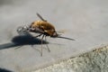 Fly Bombylius major. Wild furry fly.