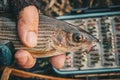 Fly box and fishing tackle on the river bank Royalty Free Stock Photo