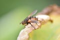 Fly (Brachycera) on a leaf