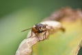 Fly (Brachycera) on a leaf