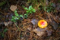 Fly bright orange Agaric in wild forest, autumn background Royalty Free Stock Photo